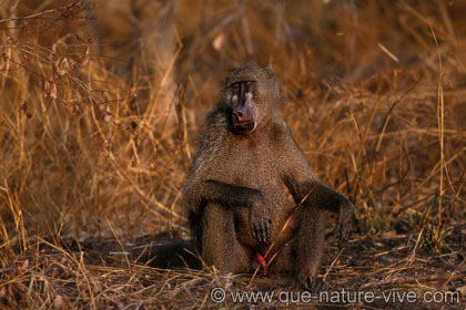 Singe - Babouin mâle